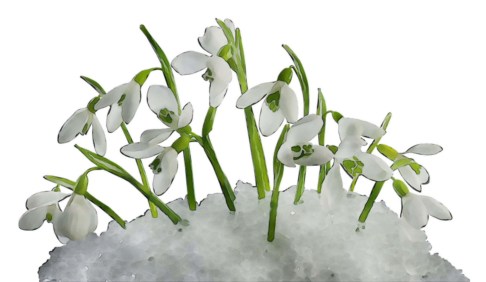 Spring Computer Illustration Snowdrop Icons Free Transparent Image HQ Clipart