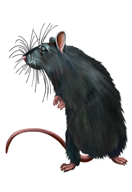 Rat Computer Black Dirty Murids Mouse Clipart