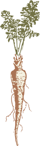 Of A Parsnip Clipart