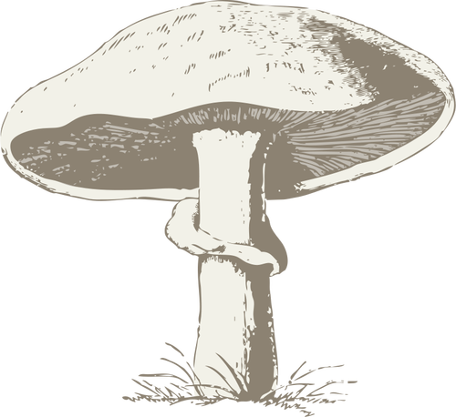 Of A Mushroom Clipart