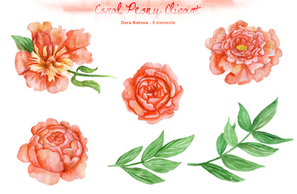 Coral Peony Graphics Png Image Clipart