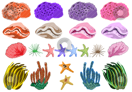 Coral Reef Hd Image Clipart