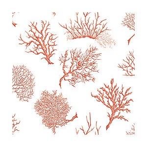 Coral Page 1 Transparent Image Clipart