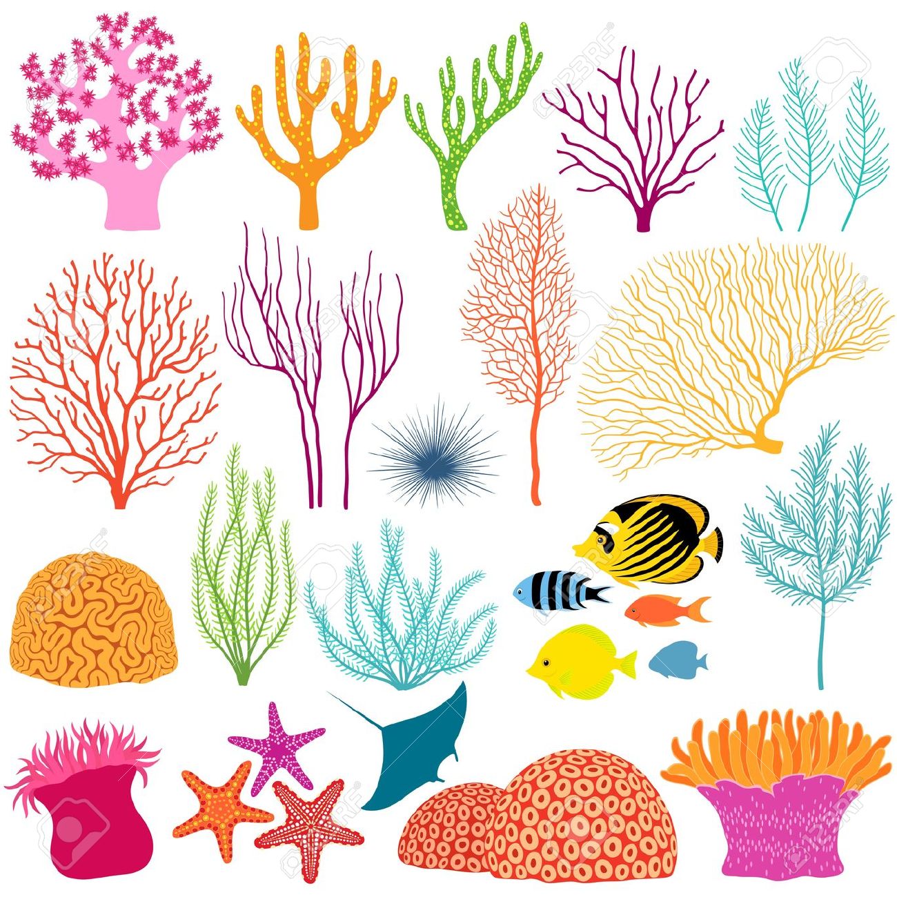 Coral Vector Png Image Clipart