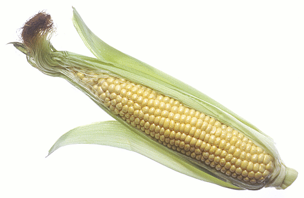 Free Sweet Corn Image 8 Of Image Clipart