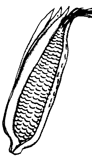 Corn Download Png Clipart