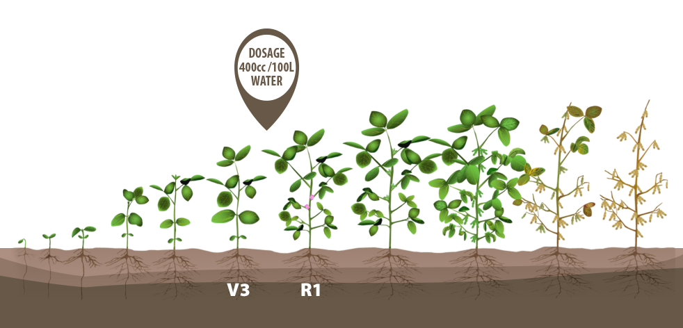 Этапы оста. Этапы роста сои. Фазы роста растений. Стадии роста растений. Фазы развития растений сои.