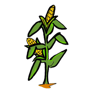 Sweet Corn Transparent Image Clipart