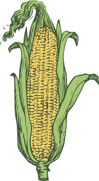 Corn At Vector Free Download Png Clipart