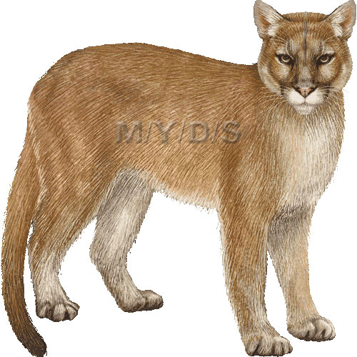 Cougar Picture Photo And Image Png Image Clipart