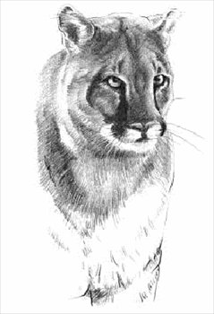 Free Cougars Graphics Images And Photos Clipart