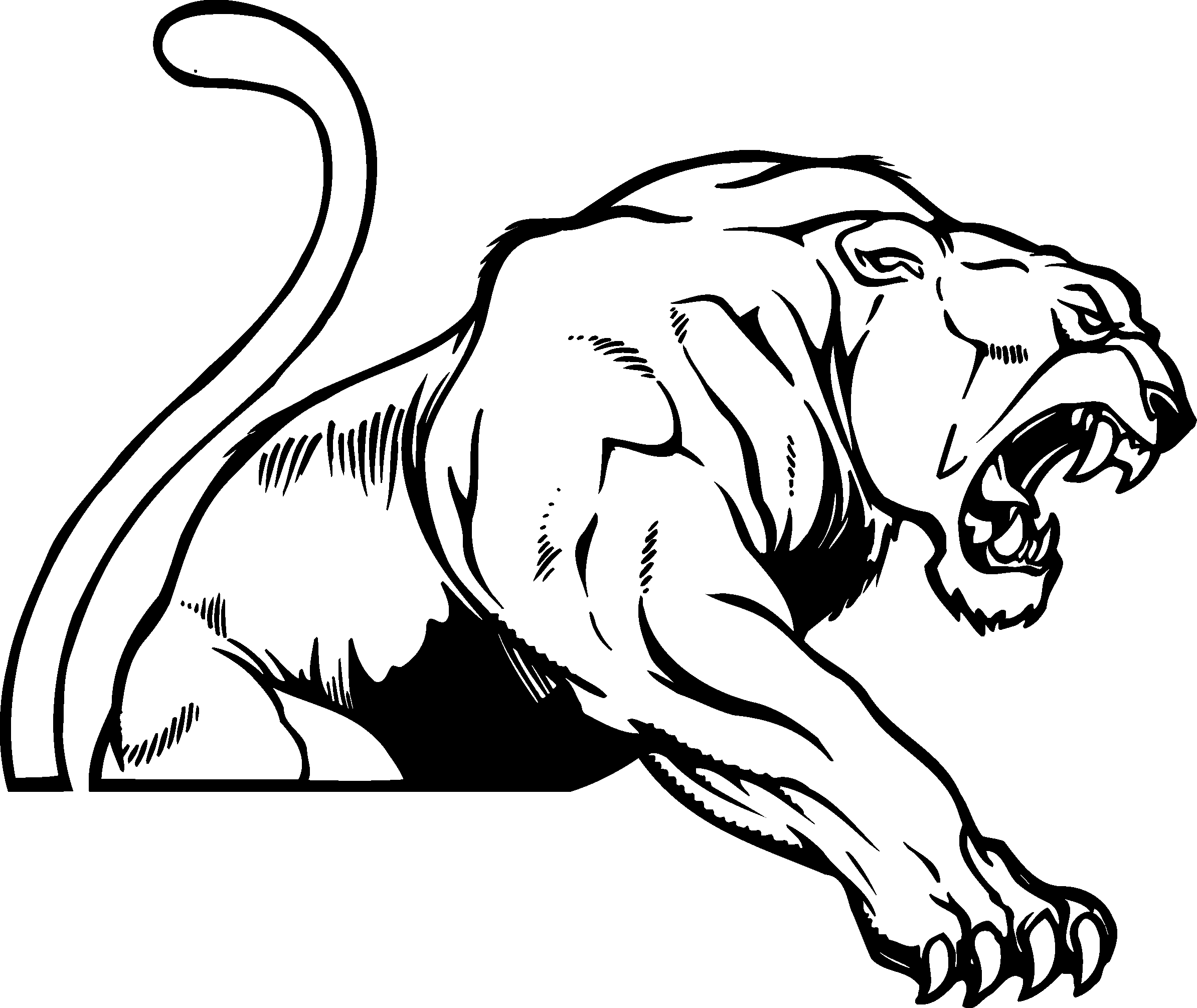 Cougar Images Hd Image Clipart