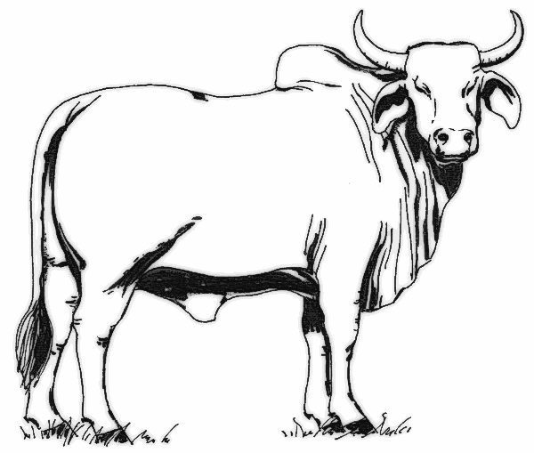 Gallery For Black And White Cow Clipart