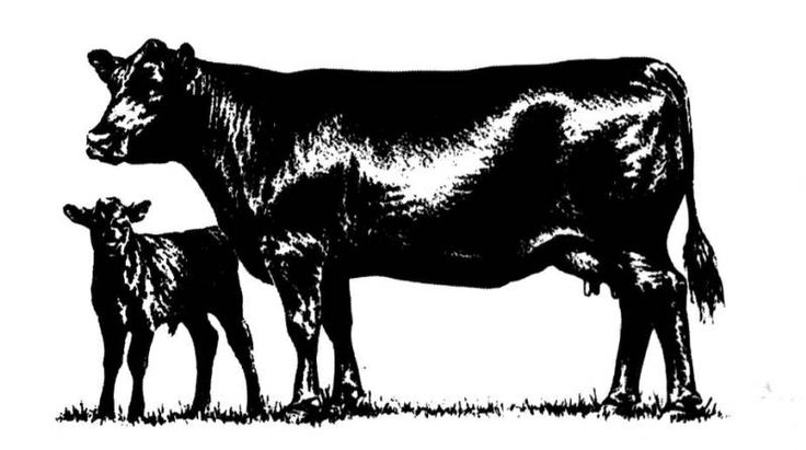 Cow Angus Angus Merchandise Cattle Clip Clipart