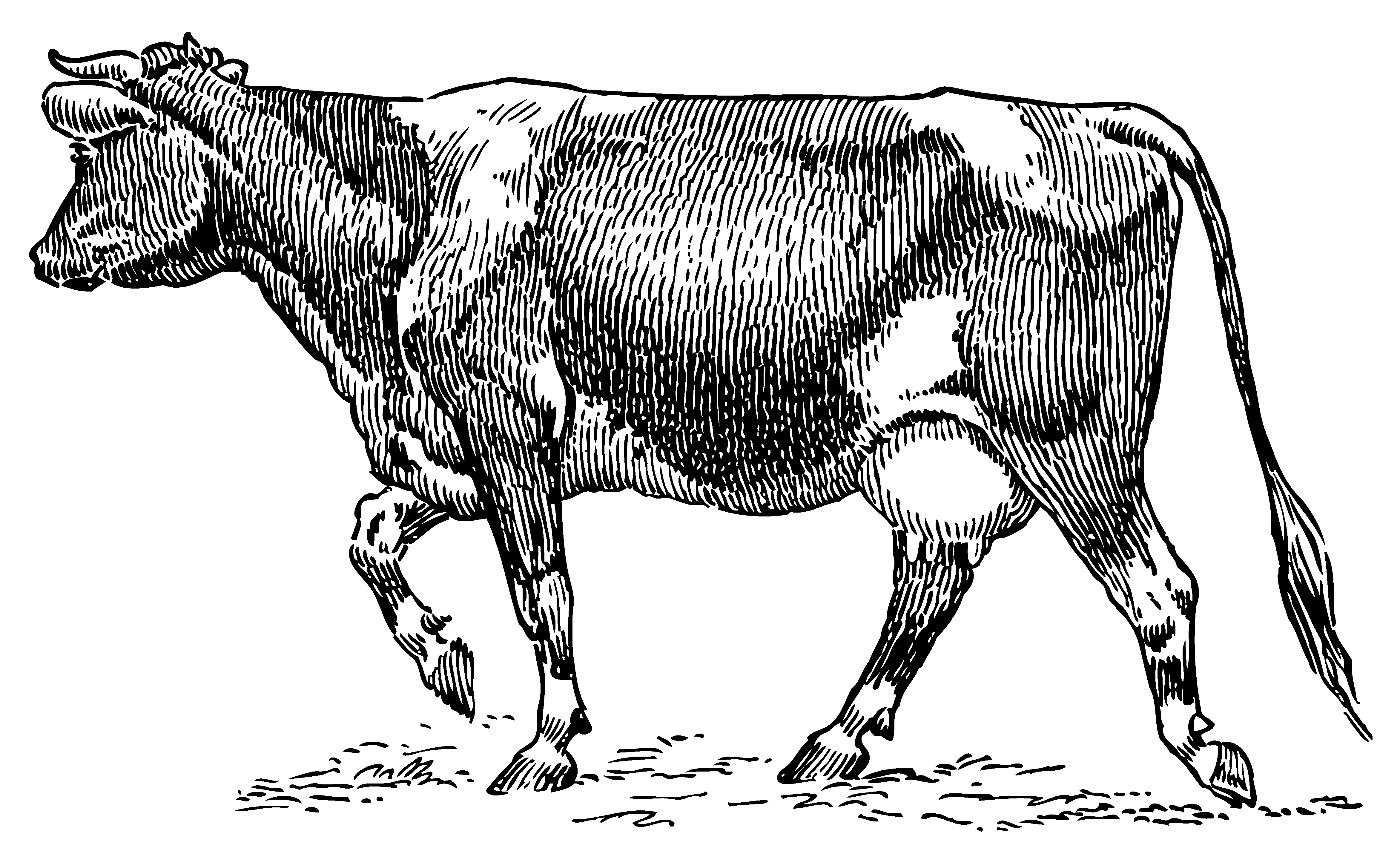 Dairy Cow Vintage Transparent Image Clipart