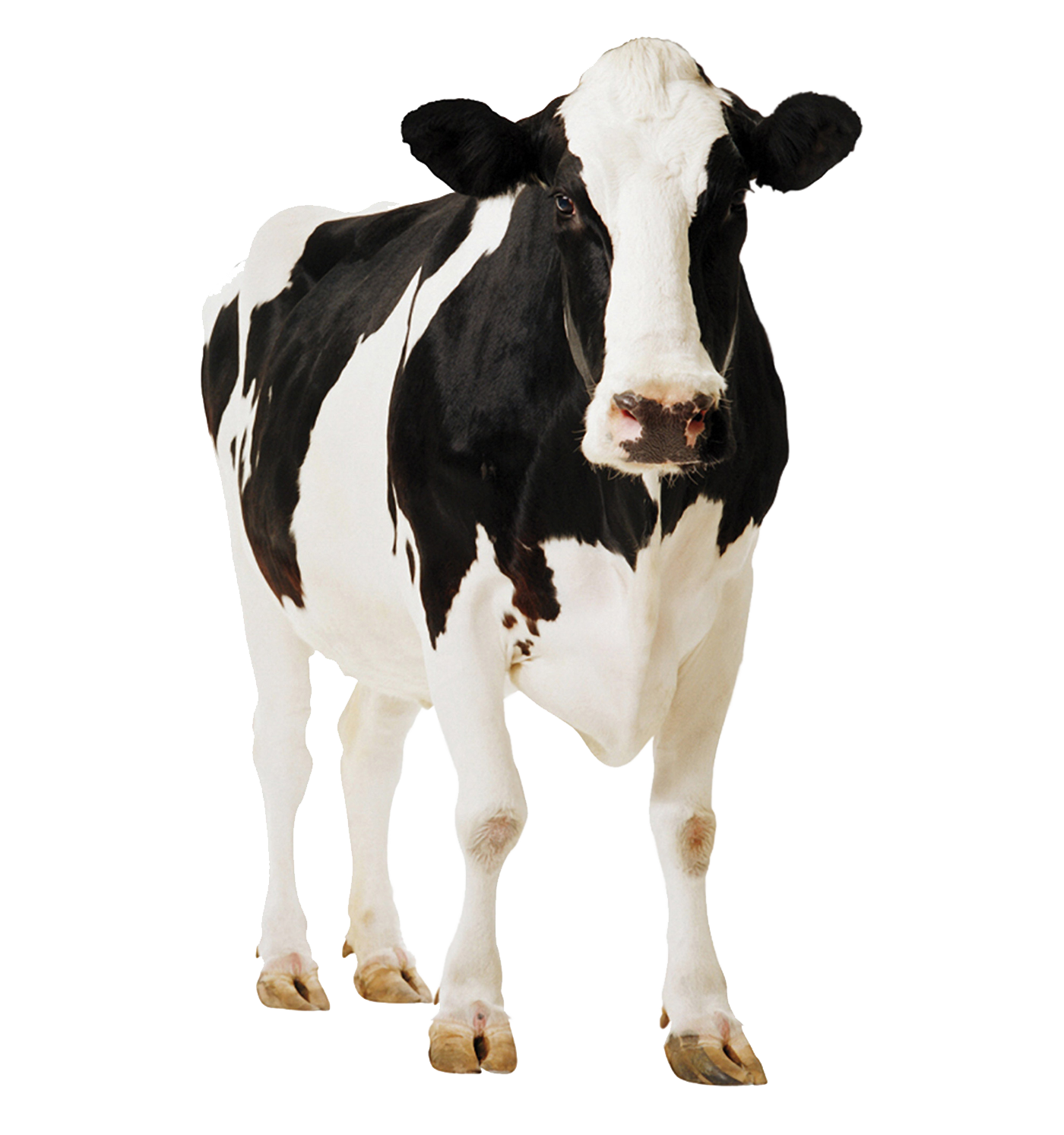 Friesian Positive Cows Gyr Cattle Holstein Milk Clipart