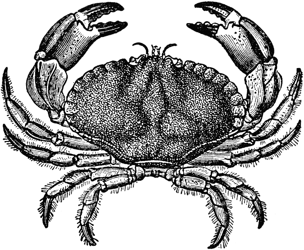 Gallery For Dungeness Crab Png Image Clipart