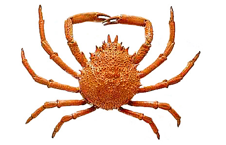 Crab Images Png Image Clipart