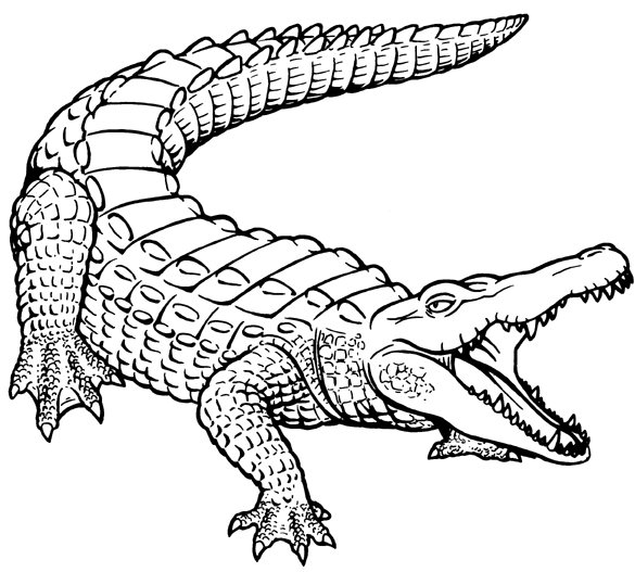 Crocodile Alligator Outline Kid Png Images Clipart