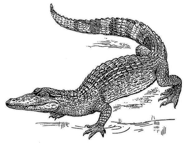 Crocodile Alligator Pictures Graphics Free Download Clipart