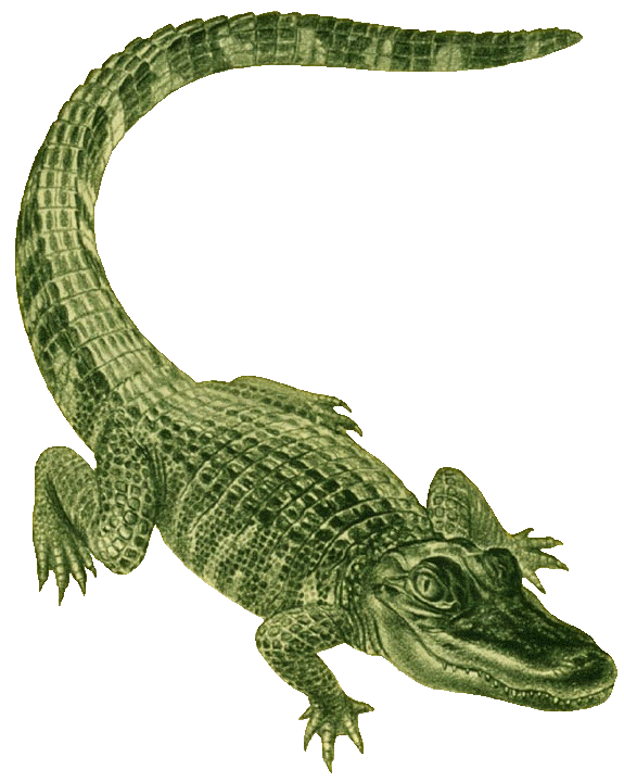Crocodile Images About Gators On Alligators And Clipart