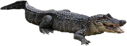 Crocodile For You Image Png Images Clipart