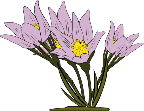 Anemone Patens Plant Clipart