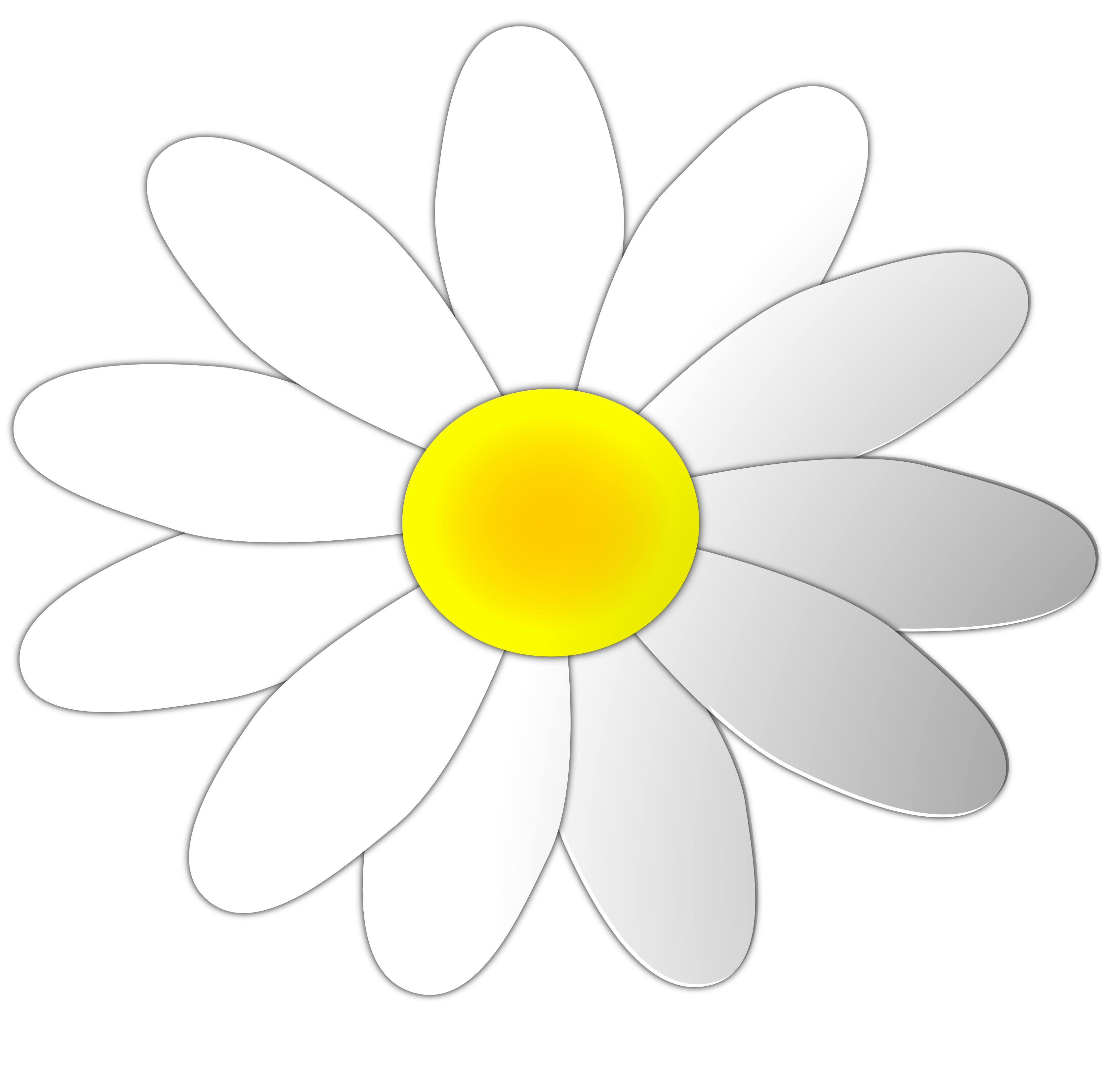 Daisy Flower Free Download Png Clipart