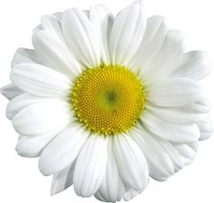 Daisy Transparent On Daisies Flower Silhouette Clipart
