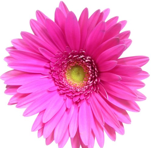 Pink Daisy At Vector Transparent Image Clipart