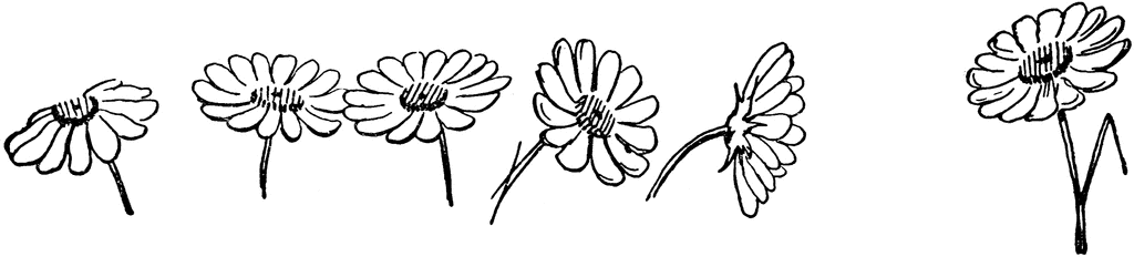 One Daisy Etc Image Png Clipart