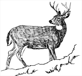 Deer Hunting Images Png Image Clipart