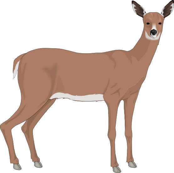 Deer To Use Image Png Clipart