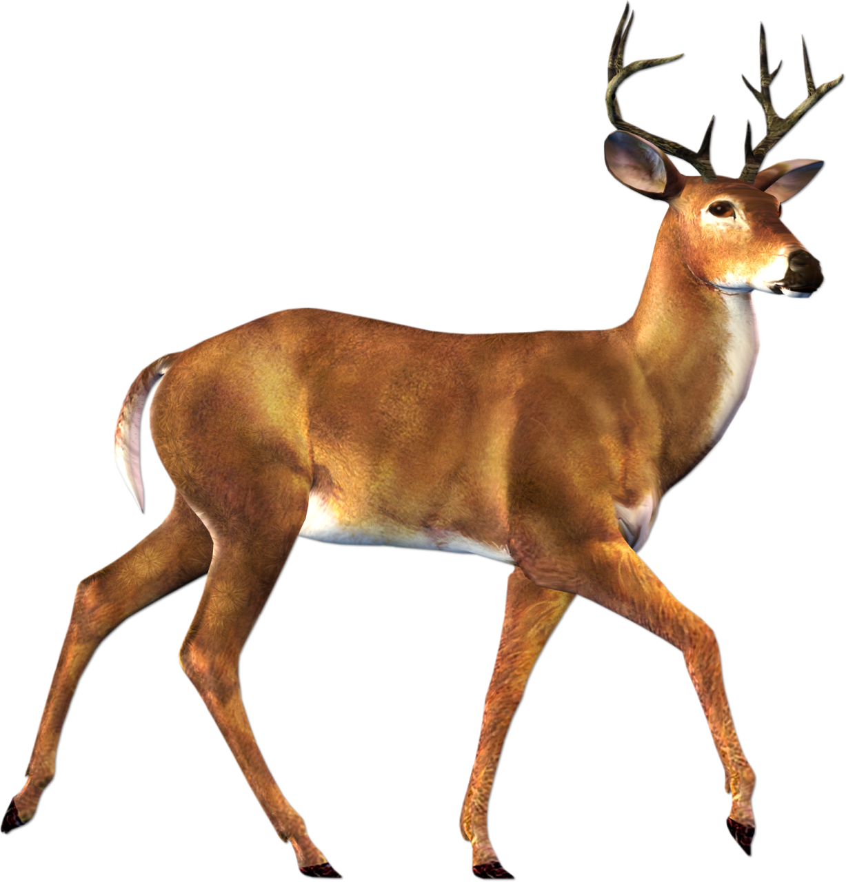Deer Buck Images Image Free Download Png Clipart