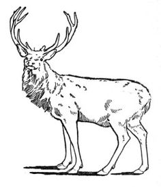 Buck Deer Graphics Andments Clipart Clipart