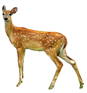 Deer Png Image Clipart