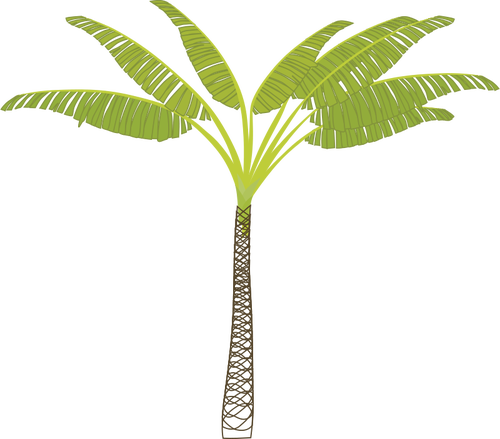 Of Tropical Palm Tree Clipart