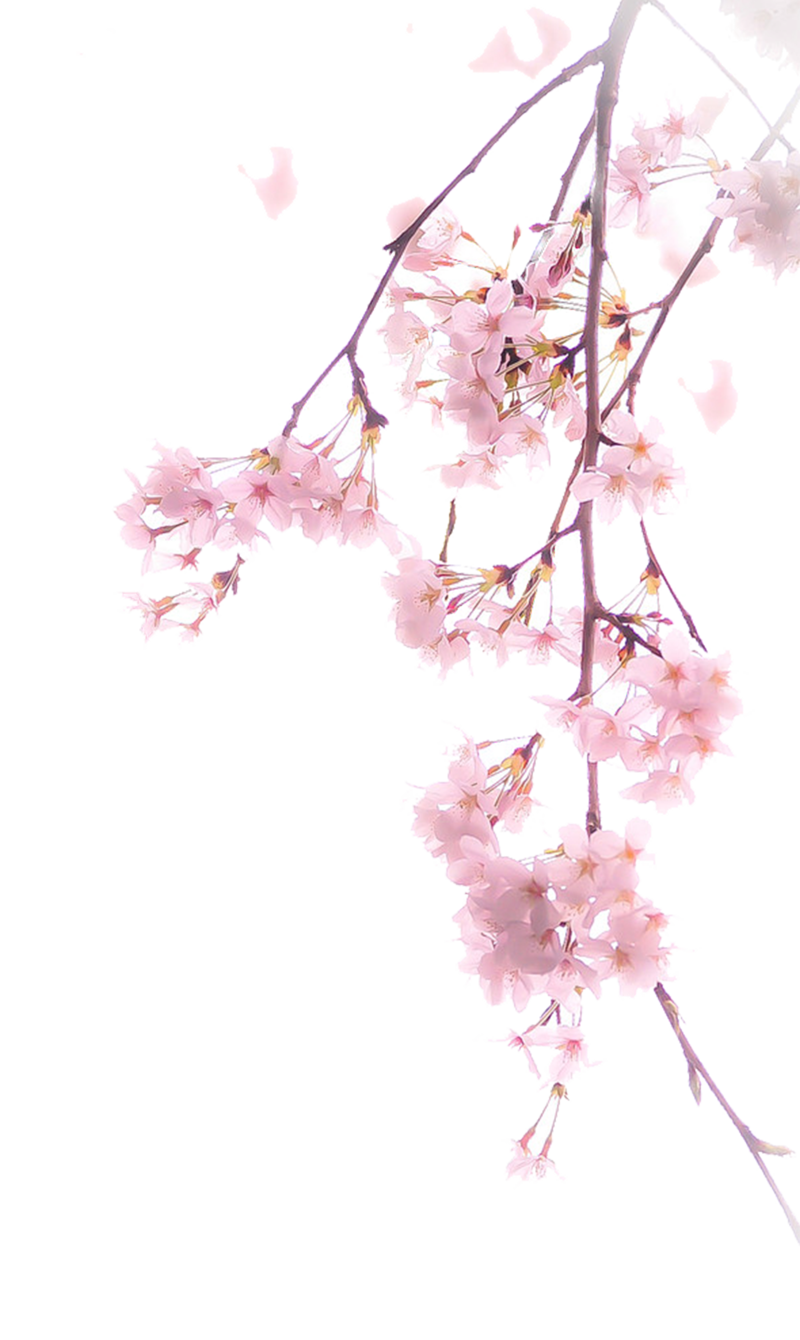 Blossom Cherry Illustration Free Download PNG HQ Clipart