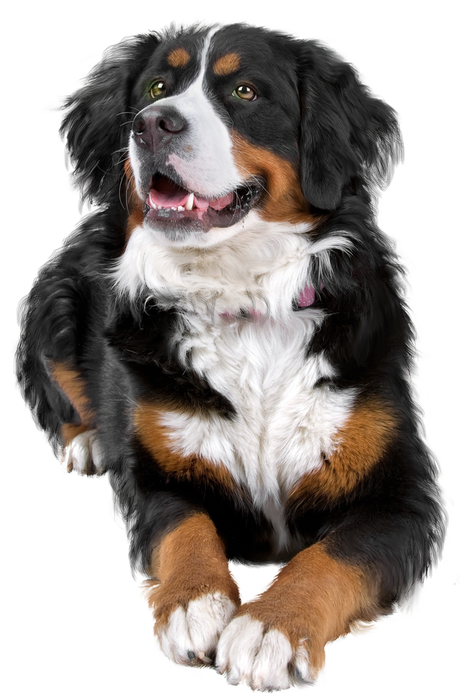 Mountain Greater Breed Dog Companion Bernese Others Clipart