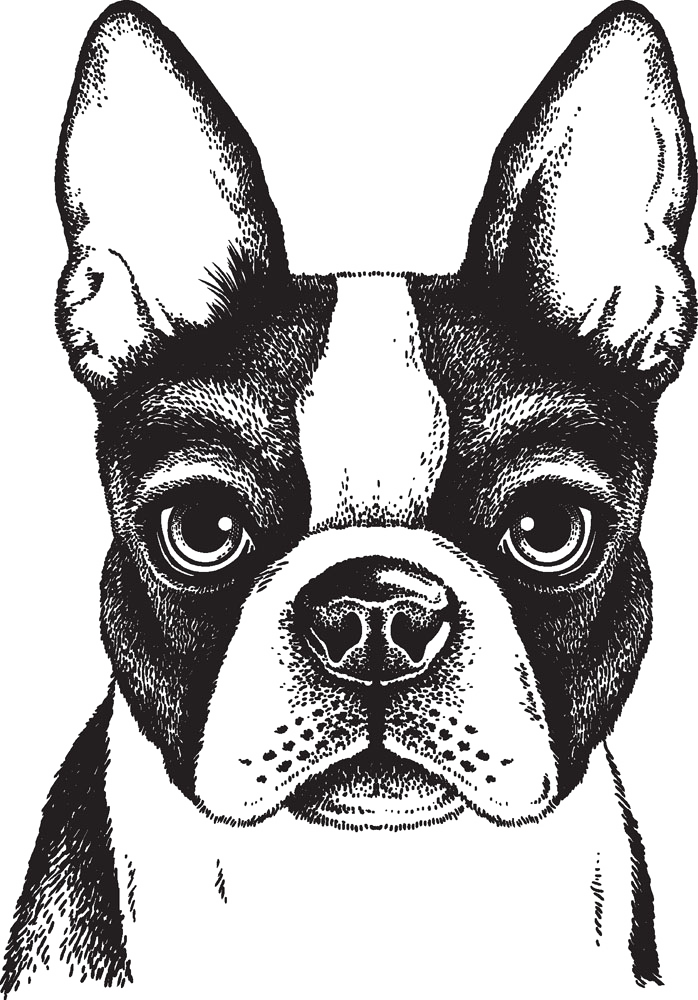 Bulldog Boston Dog French Painted Puppy Terrier Clipart