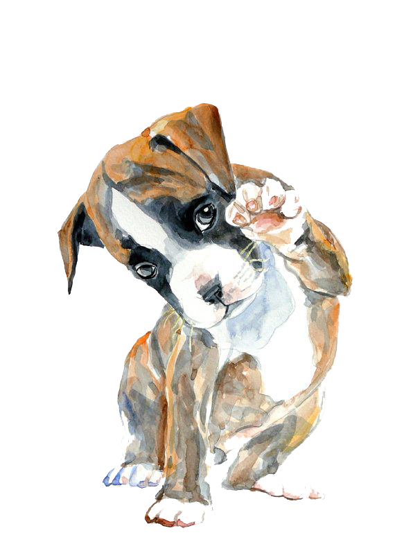 Oil Hello Watercolor Boxer Puppy Painting Drawing Clipart
