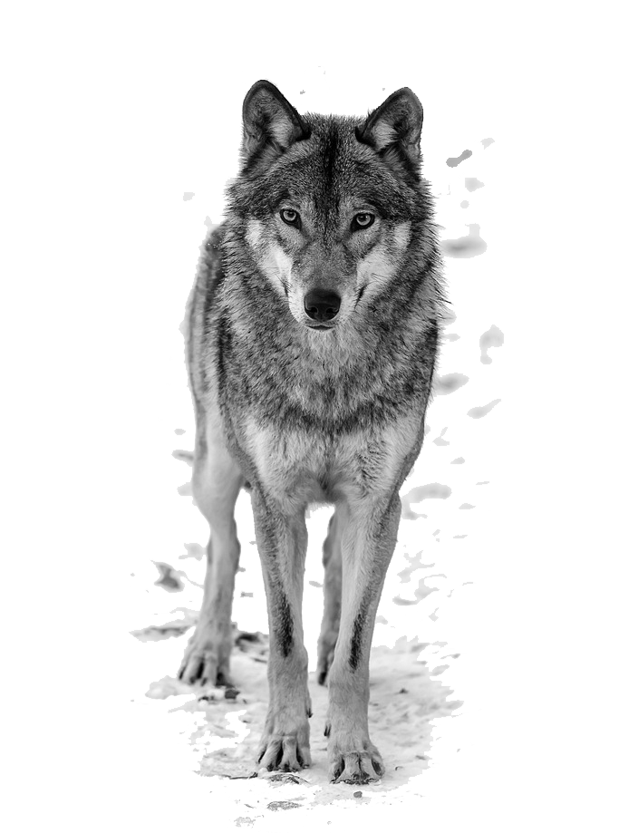 Blouse Top Shutterstock Dog T-Shirt Wolf Clipart