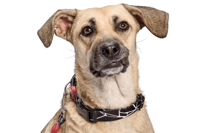 Snout Breed Dog Collar PNG Download Free Clipart