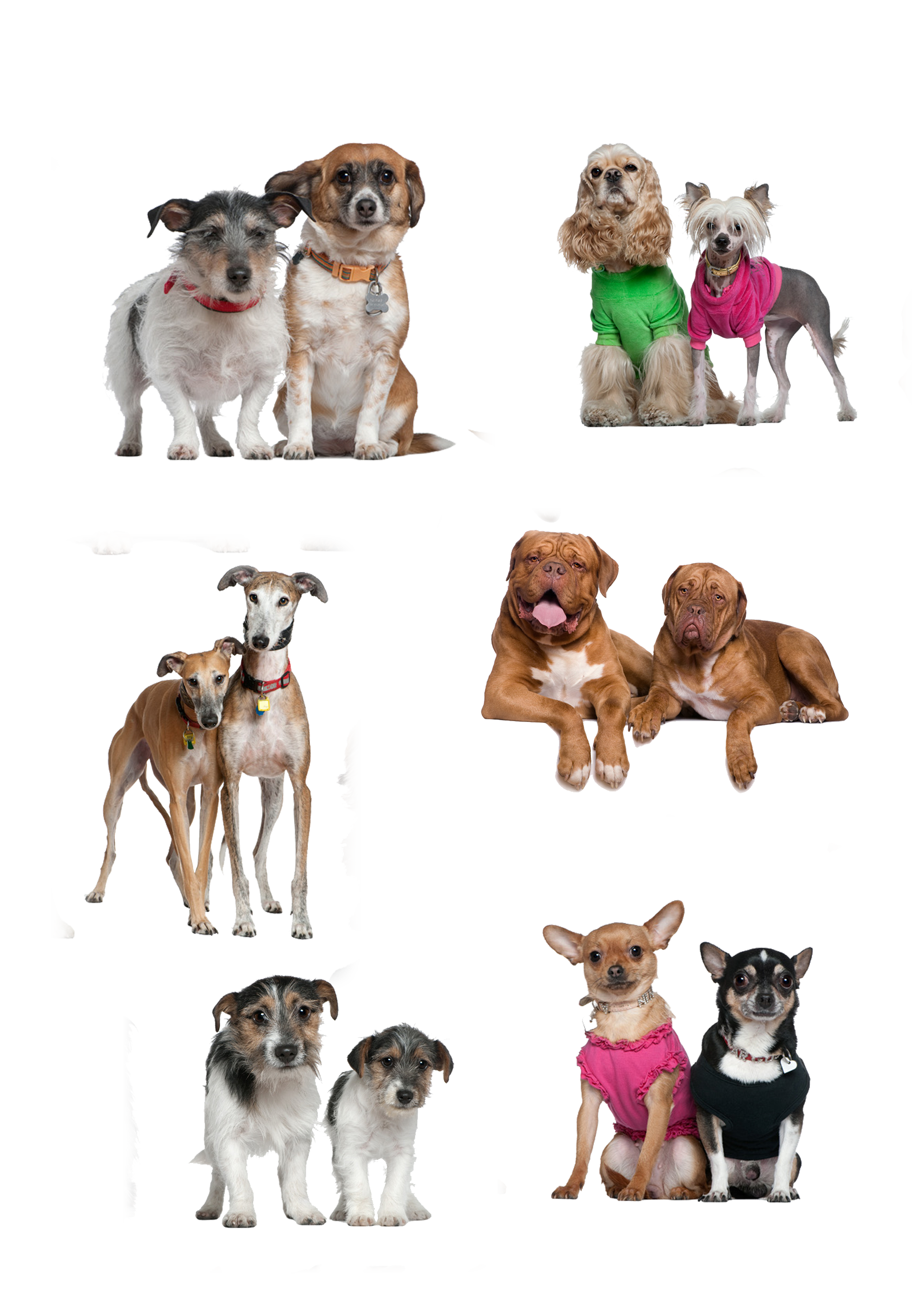 Breed Two Together Dog Companion Puppy Dogs Clipart