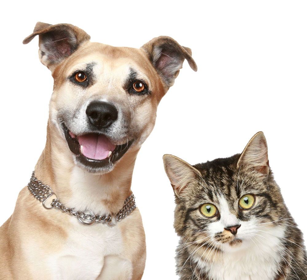 Pet Sitting Puppy Dog Cat Free Download Image Clipart