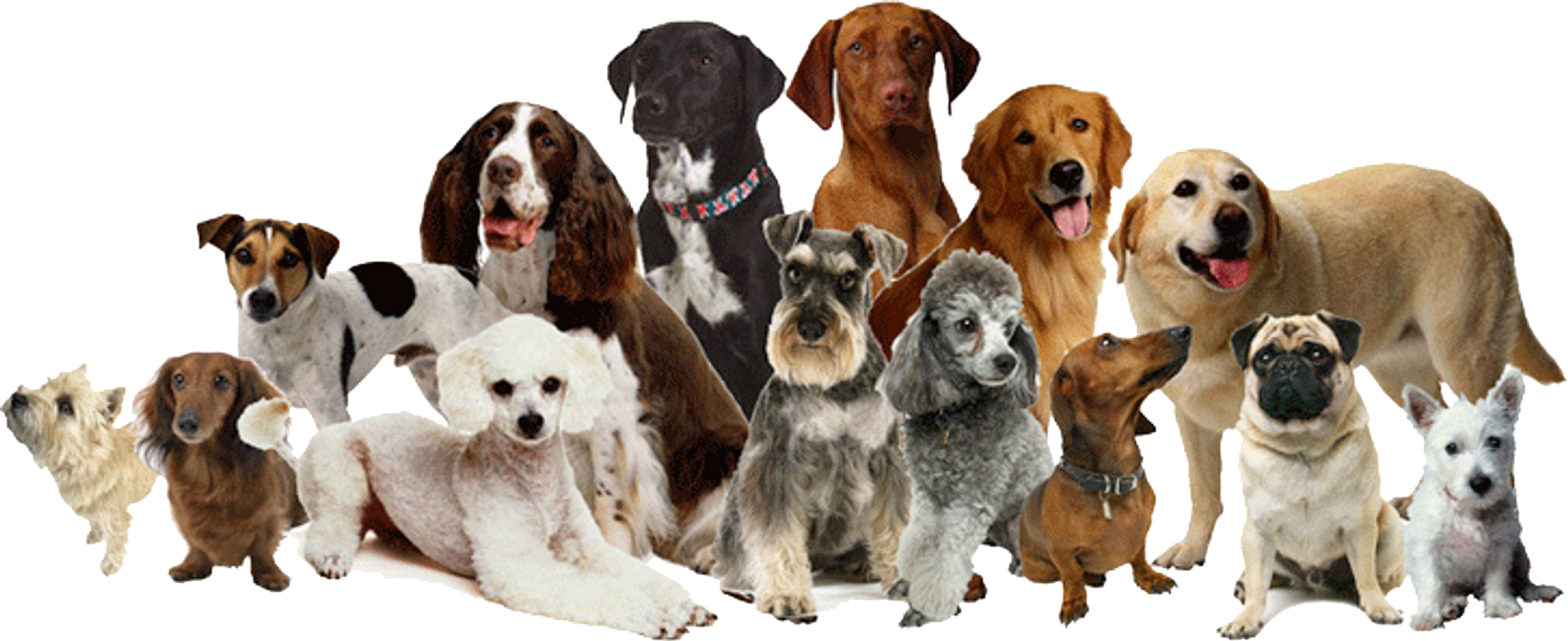 Pet group. Много собак. Разные породы собак. Много собак разных пород. Несколько собак.