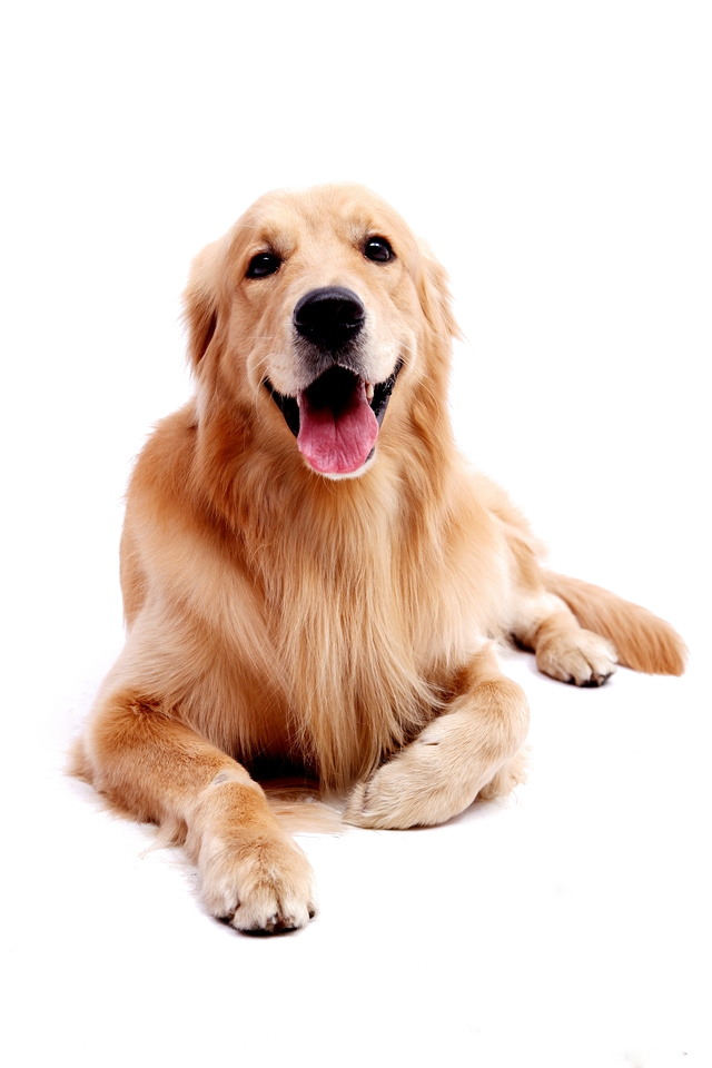 Golden Labrador Pet Dog Puppy Retriever Clipart