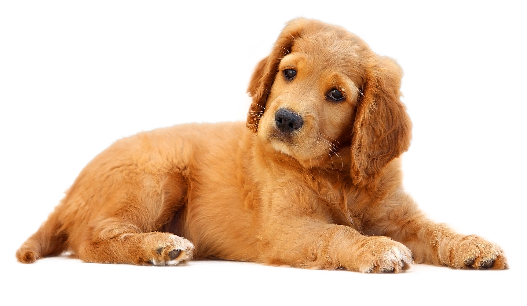 Pet Puppy Dog Cat HD Image Free PNG Clipart