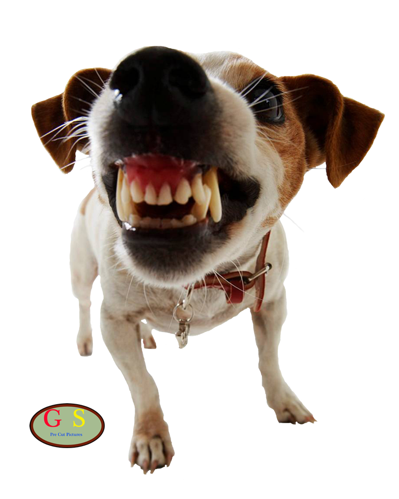 Pet Training Door Dog Aggression PNG Download Free Clipart