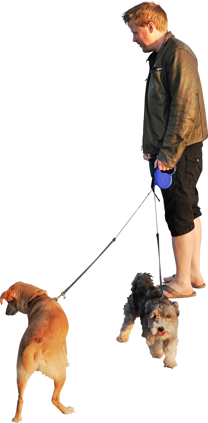 Walking Dog Dogs Free HD Image Clipart